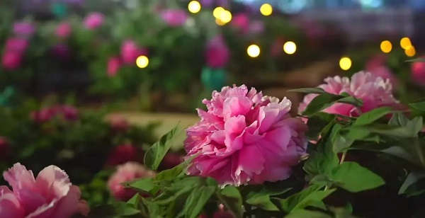 【寵粉互動(dòng)】結(jié)果揭曉！快來欣賞粉絲們的“大作”！