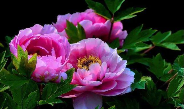 【“豫”見高端 “洛”賞牡丹】您有一封來自凌宇汽車的邀請函，請查收！