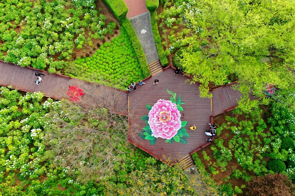 豫見高端，洛賞牡丹，錯過等一年